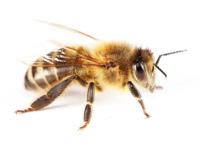 bee sting treatment
